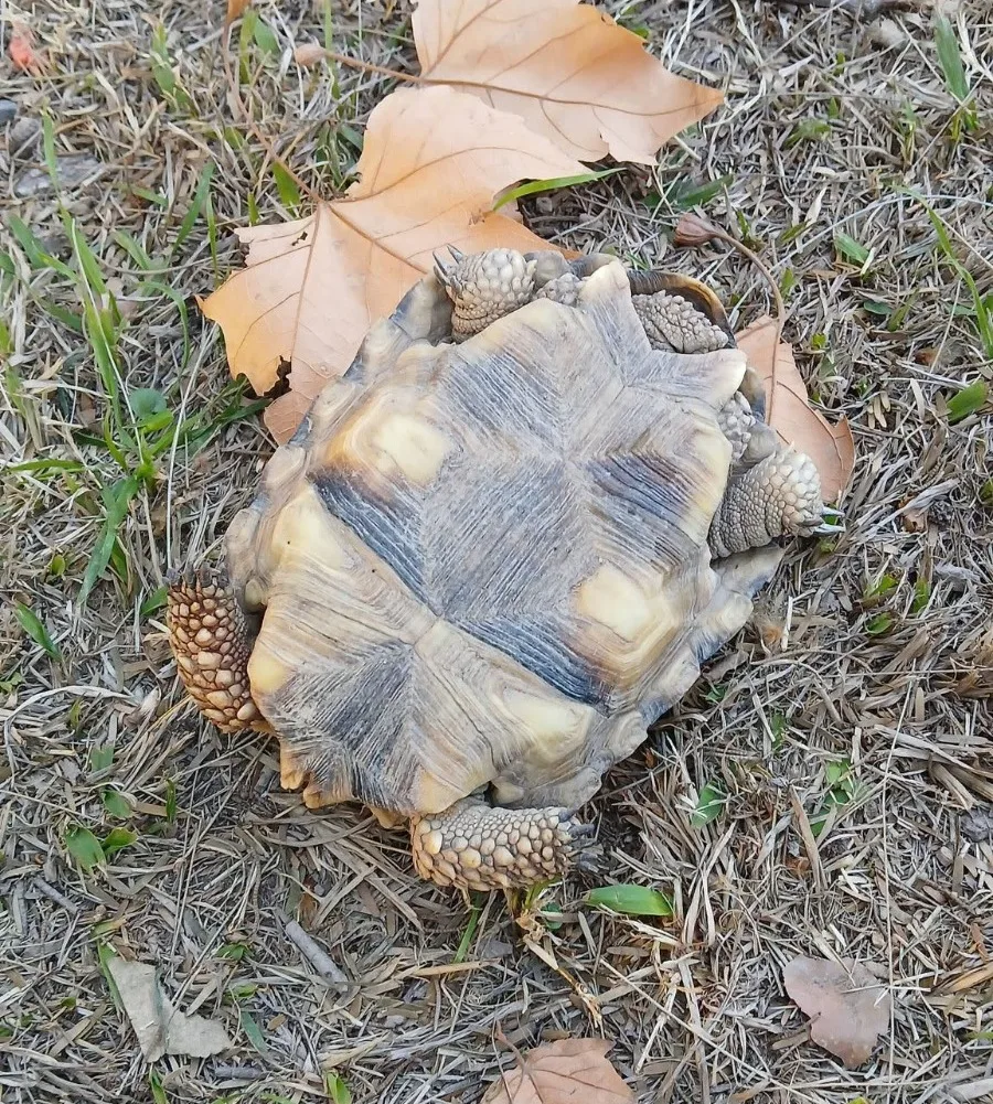 Encontraron una tortuga muerta en el centro y reavivó el debate por la tenencia de fauna silvestre