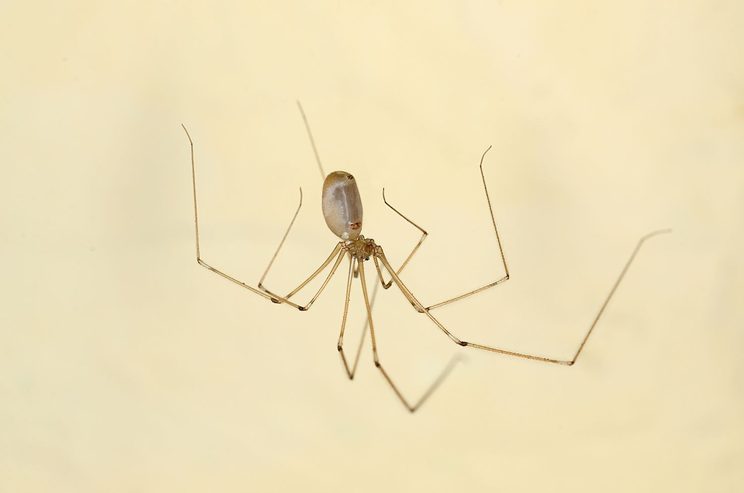Por qué la araña patas largas puede ser una aliada dentro de la casa