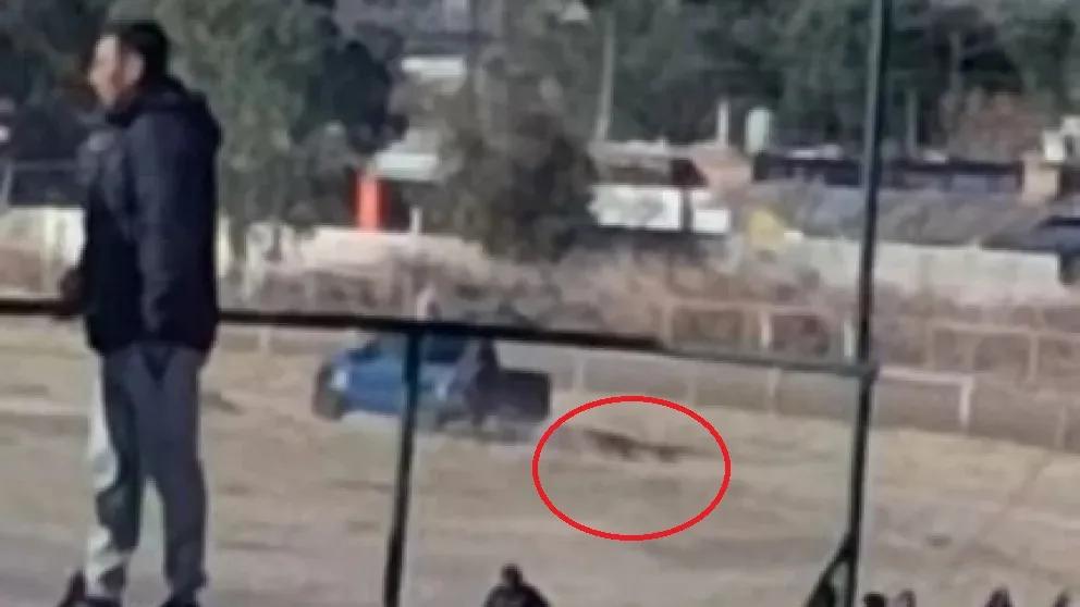 Conmoción en el Jockey Club: un caballo fue herido y lo retiraron arrastrándolo