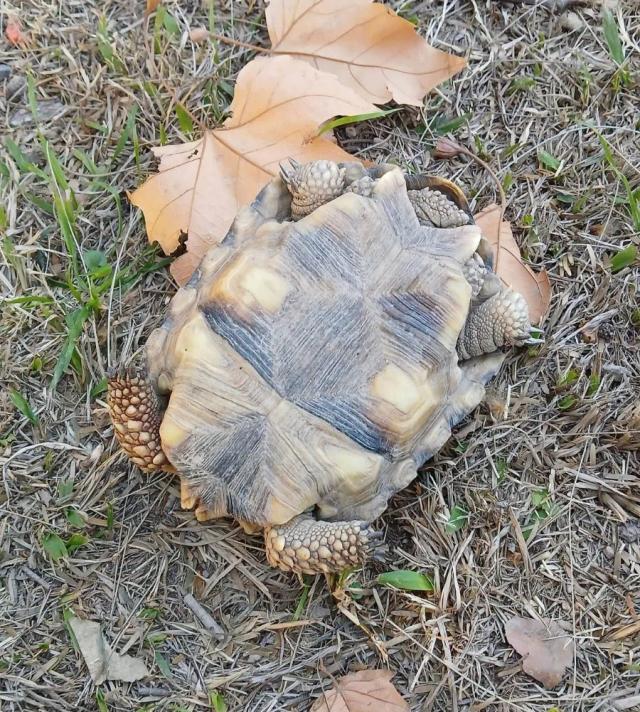 Encontraron una tortuga muerta en el centro y reavivó el debate por la tenencia de fauna silvestre