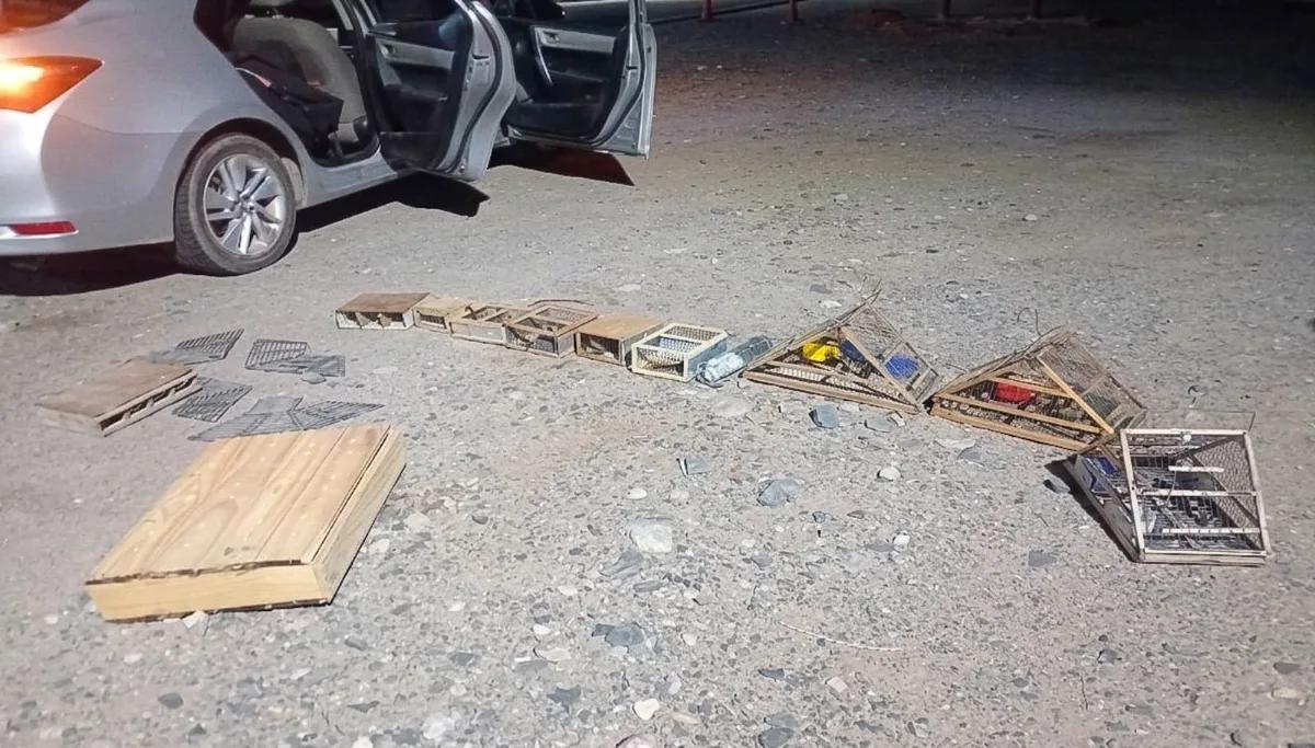 Rescataron aves silvestres que llevaban de forma ilegal en una camioneta