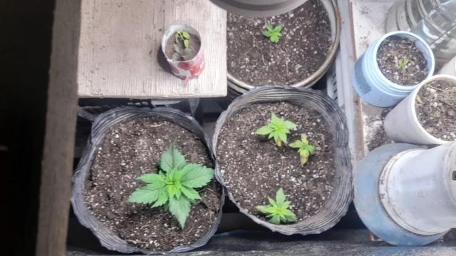Secuestraron 56 plantines de marihuana tras una denuncia por violencia en Pocito