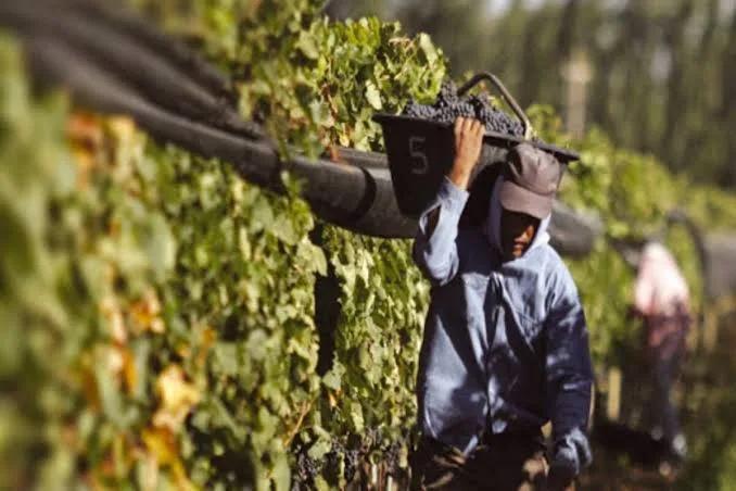 El vino suma 41 meses en rojo y profundiza la brecha regional