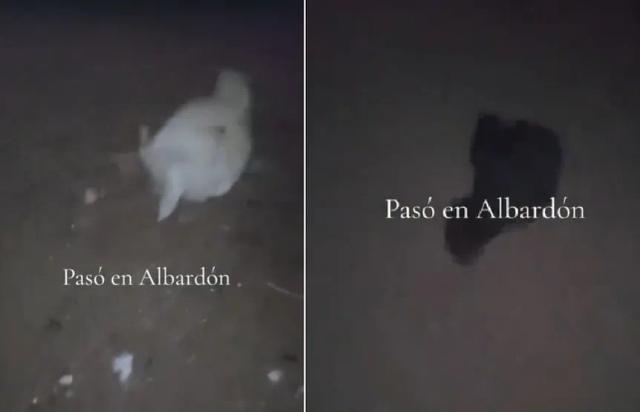 Gallinas muertas y una sombra misteriosa: el video que desató teorías en Albardón