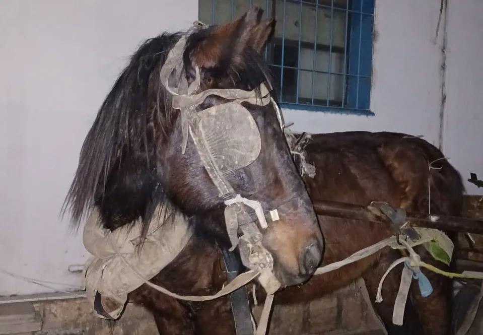 Detuvieron a dos hombres y rescataron a un caballo en grave estado tras un operativo en Chimbas