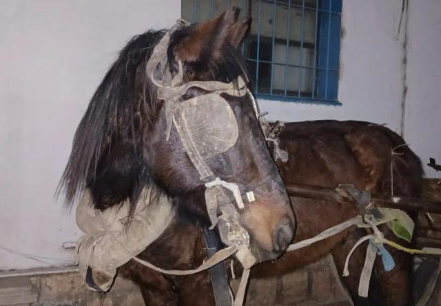 Detuvieron a dos hombres y rescataron a un caballo en grave estado tras un operativo en Chimbas
