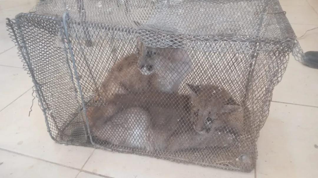 “Eran muy chiquitos y estaban bastante delgados”: así encontraron a los cachorros de puma rescatados