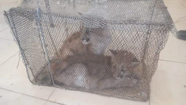 “Eran muy chiquitos y estaban bastante delgados”: así encontraron a los cachorros de puma rescatados
