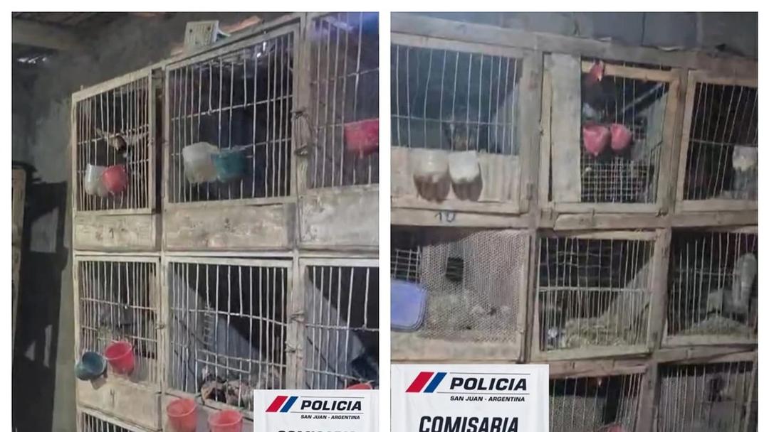 Secuestraron cerca de 80 gallos en un criadero clandestino