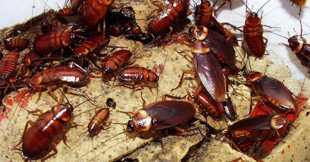 Cucarachas en casa: qué hábitos facilitan su aparición y cómo reducir el riesgo