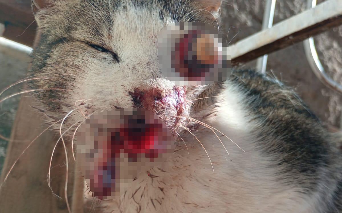 Piden una mano para salvar a un gato herido de gravedad en La Bebida