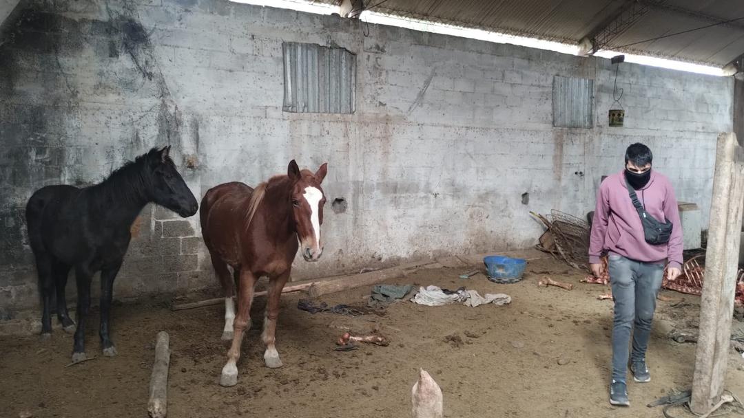 Allanamiento en Pocito dejó un detenido y secuestro de fauna y armas