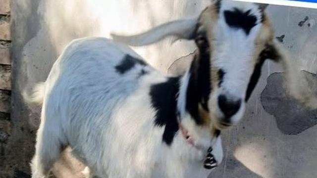 Buscan a una cabra llamada Chivi en el límite entre Rawson y Pocito y ofrecen recompensa