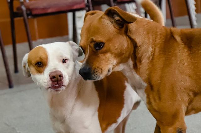 Capital y Patitas sin Hogar sellaron un acuerdo para castraciones y tenencia responsable