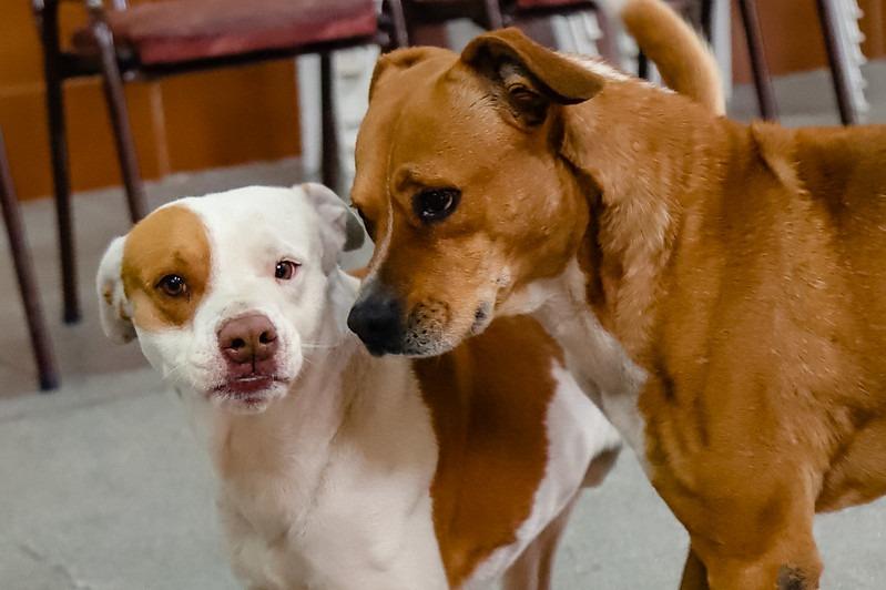 Capital y Patitas sin Hogar sellaron un acuerdo para castraciones y tenencia responsable