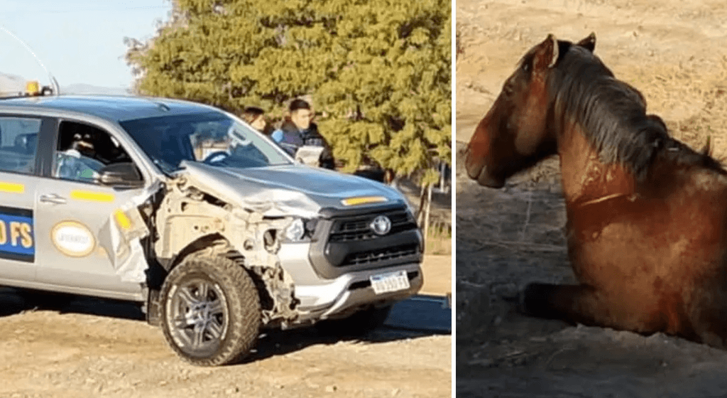 Un caballo suelto provocó un choque sobre Ruta 40: una camioneta minera terminó dañada