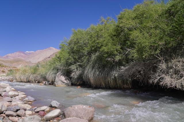 San Juan habilitó la inscripción 2026 para iniciativas sobre bosques nativos