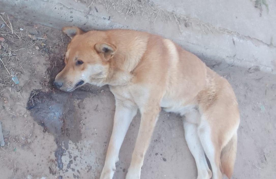 Crueldad extrema: investigan una ola de envenenamientos de perros y gatos en Caucete