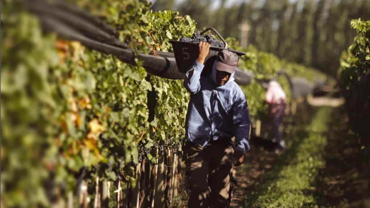 Productores viñateros sanjuaninos alzaron la voz por pagos atrasados y valores bajos