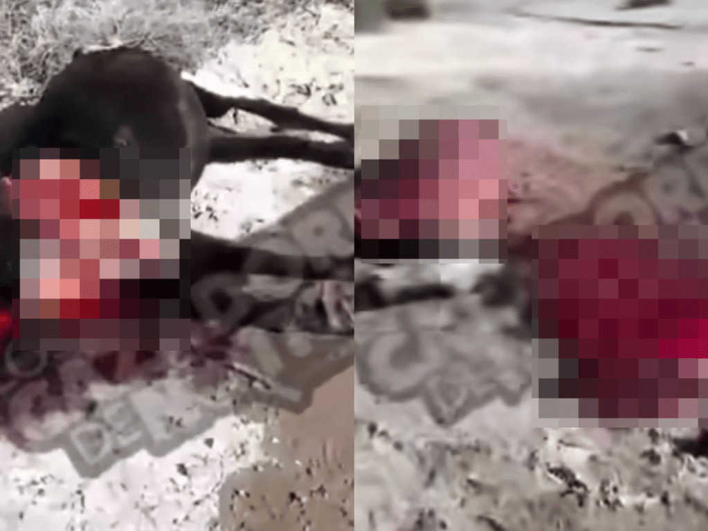 Aparecieron dos caballos faenados en un baldío y crece la bronca en la zona