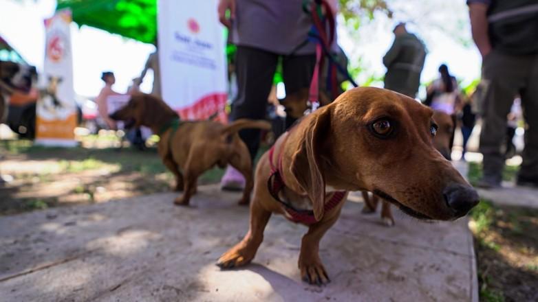 Este martes habrá vacunación y desparasitación gratis para perros y gatos en Caucete