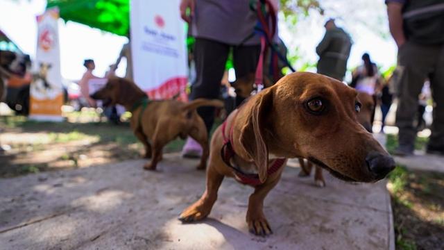 Ambiente llevará un operativo gratuito para mascotas en Caucete