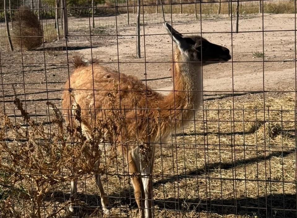 Allanamientos en Pocito dejaron secuestros de fauna, armas y cannabis
