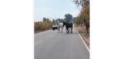 Otro video de caballos sueltos volvió a encender la preocupación en Sarmiento
