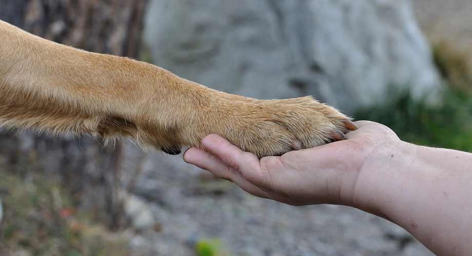 San Martín lanza una jornada gratuita para prevenir enfermedades que pasan de mascotas a personas