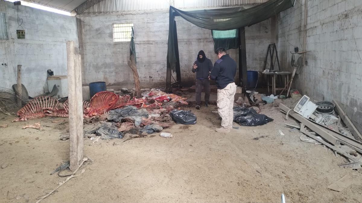 Allanamiento en Pocito: hallan un galpón con faena ilegal de caballos y secuestran armas y aves