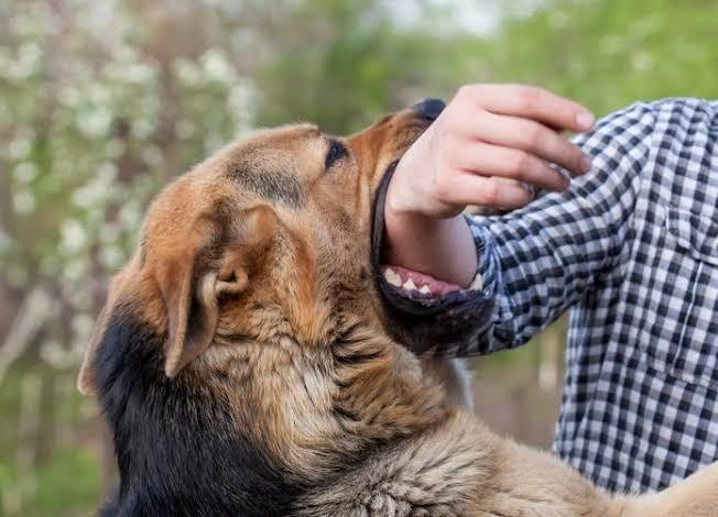Un hombre de 59 años terminó con una amputación tras la mordedura de un perro