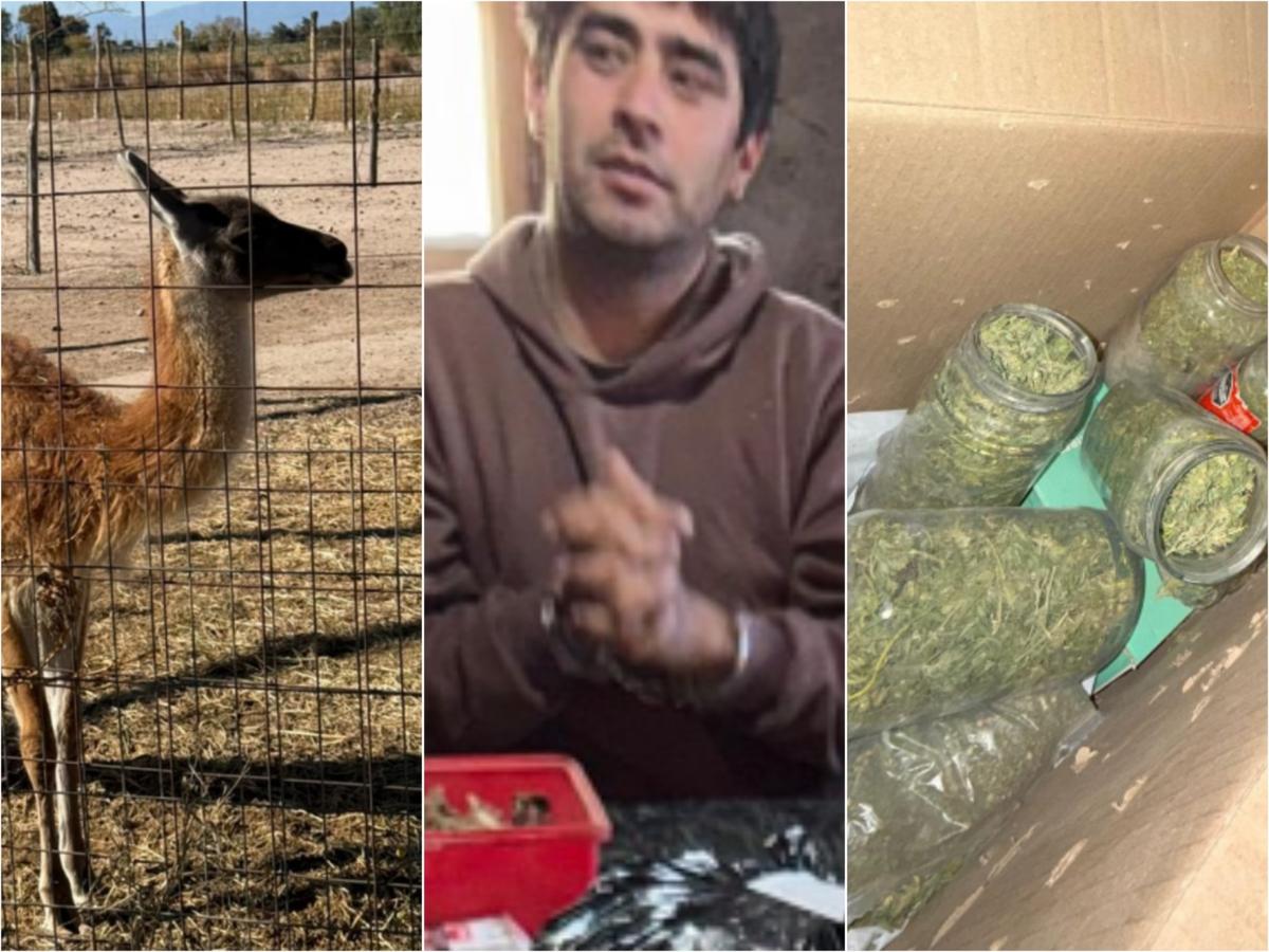 Hallaron fauna silvestre, armas y droga en dos allanamientos que sacudieron Pocito