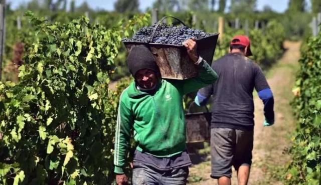 Productores de San Juan cuestionan a Fecovita por pagos diferidos y valores inferiores