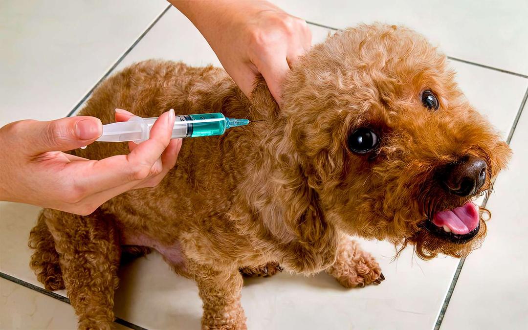 Capital realizará una jornada gratuita de vacunación antirrábica para mascotas