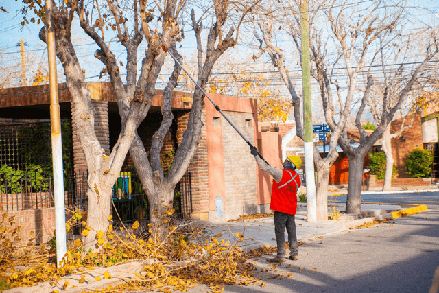 Rivadavia mantiene el plan de poda urbana con intervenciones técnicas y gratuitas
