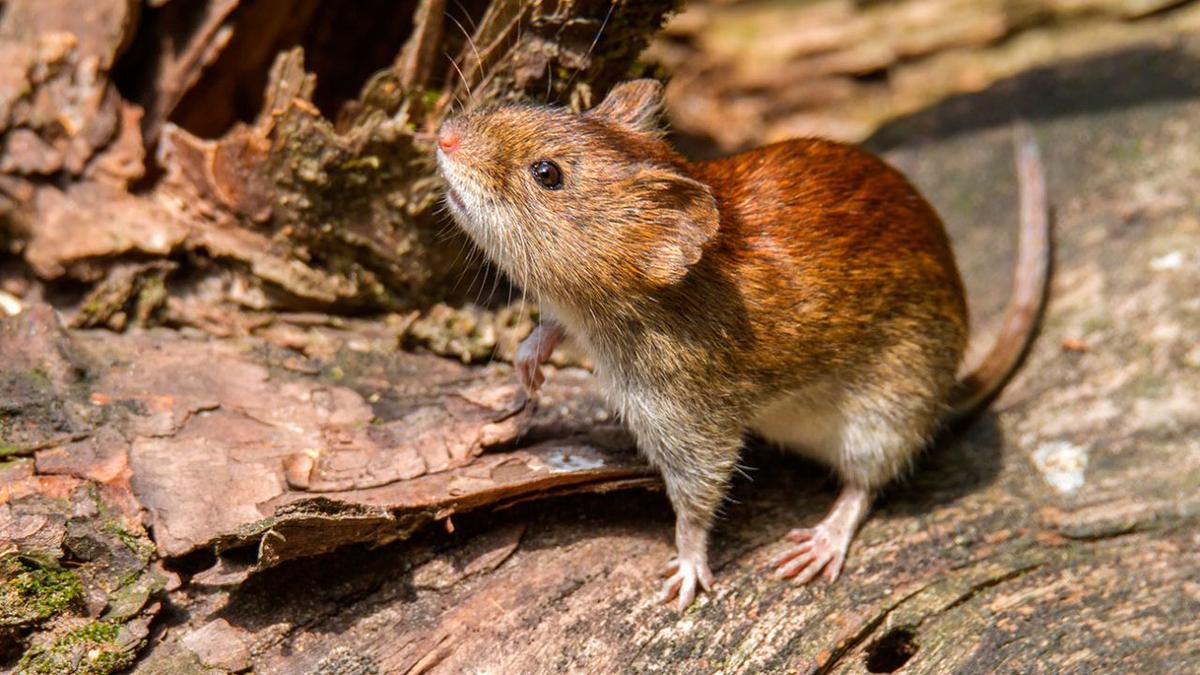 Suben los casos de hantavirus y el país ya registra 47 contagios en 2026