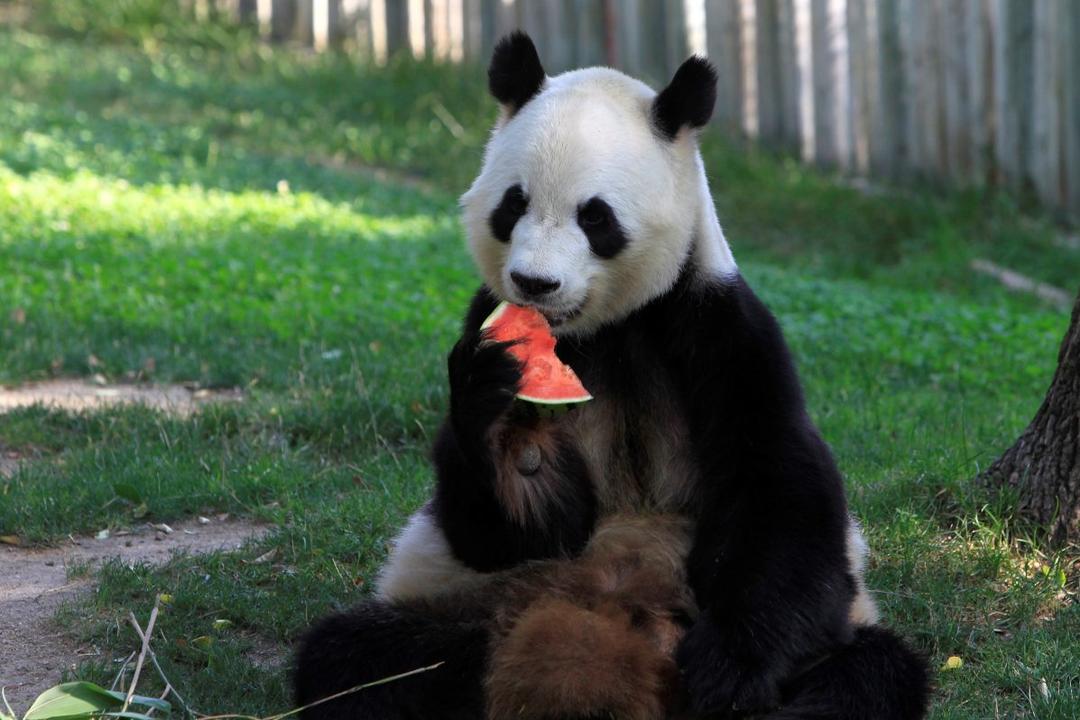 El zoo de Madrid adapta la alimentación de sus especies ante la ola de calor