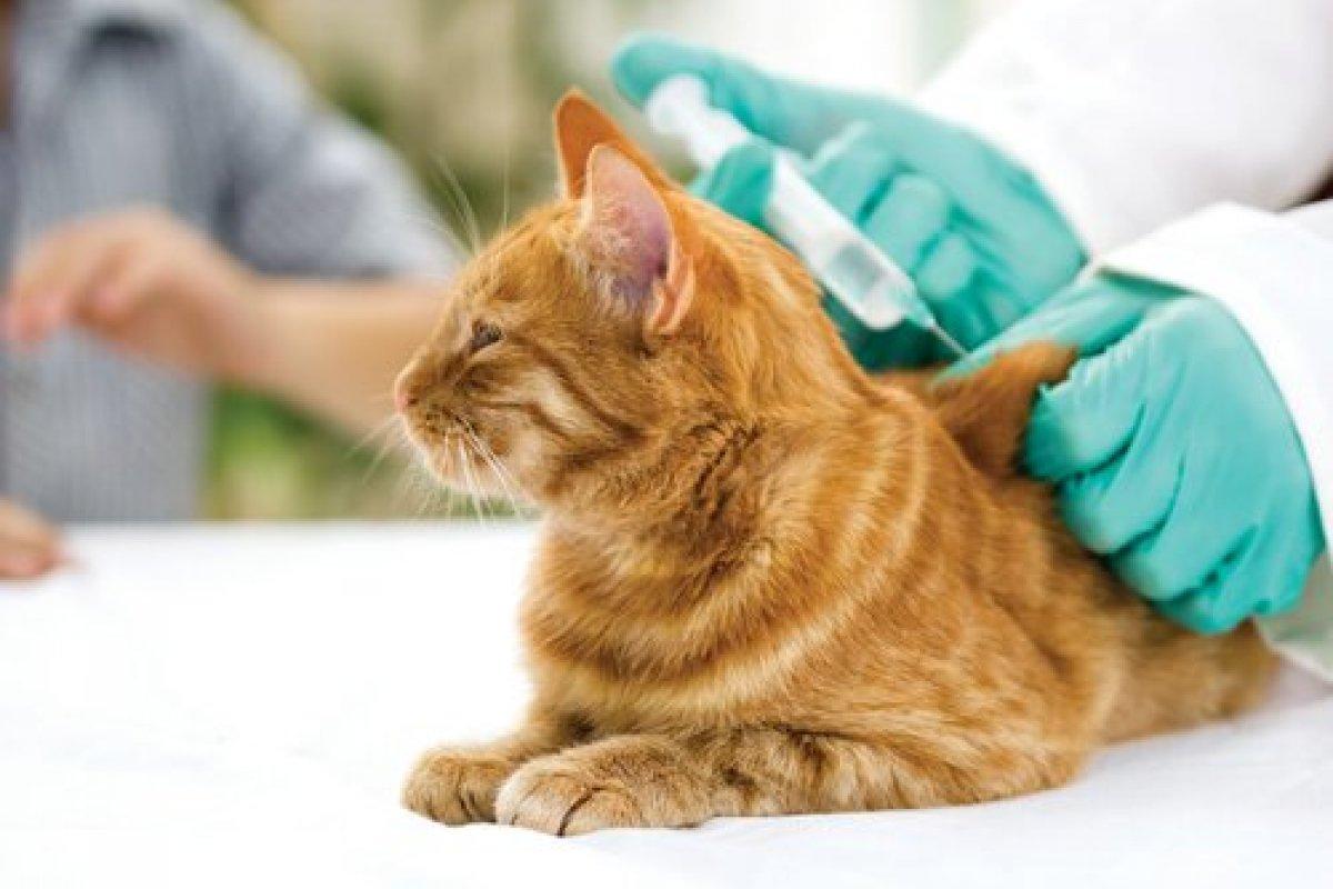 Llegan vacunas gratis para perros y gatos a 9 de Julio