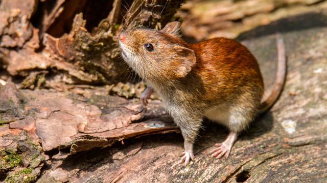 El hantavirus suma 45 contagios y 33 muertes en Argentina durante 2026