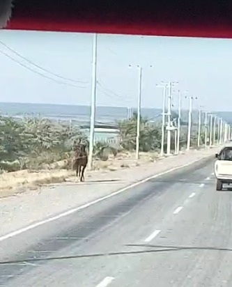 Caballos sueltos en el acceso a Los Berros: crece el temor entre vecinos y automovilistas