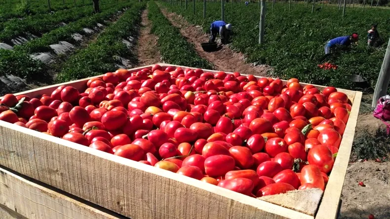 Guillermo López encendió la alarma: la crisis del tomate golpea fuerte en San Juan