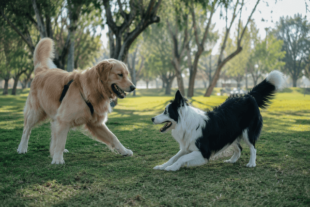 Rawson convoca a una jornada gratuita con mascotas, fauna silvestre y educación ambiental