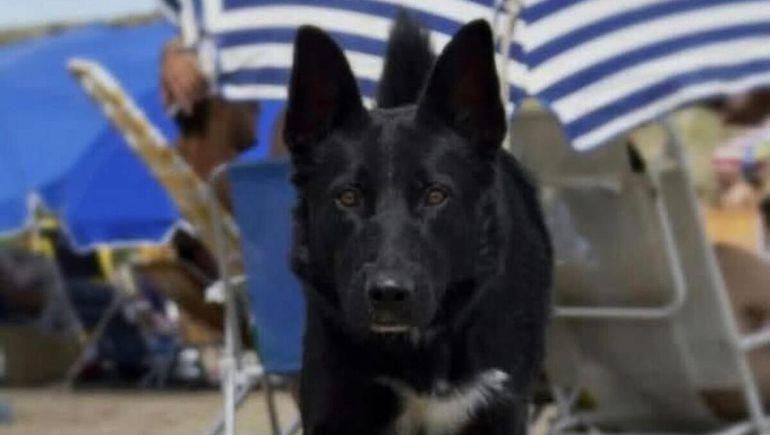 Elevan a juicio la causa por la muerte de tres perros con embutidos envenenados en Rawson