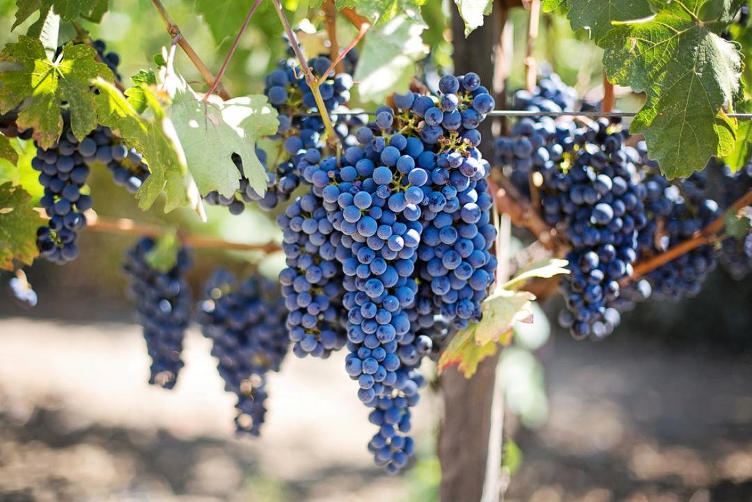 San Juan profundiza el trabajo sectorial para ordenar la vitivinicultura a largo plazo