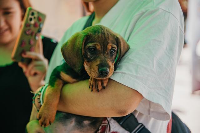 Rivadavia tendrá una jornada gratuita de salud animal y educación ambiental