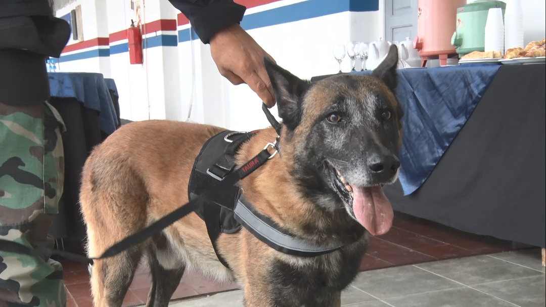 La Policía de San Juan distinguió a Farkas el perro que capturó a narcos en 25 de Mayo
