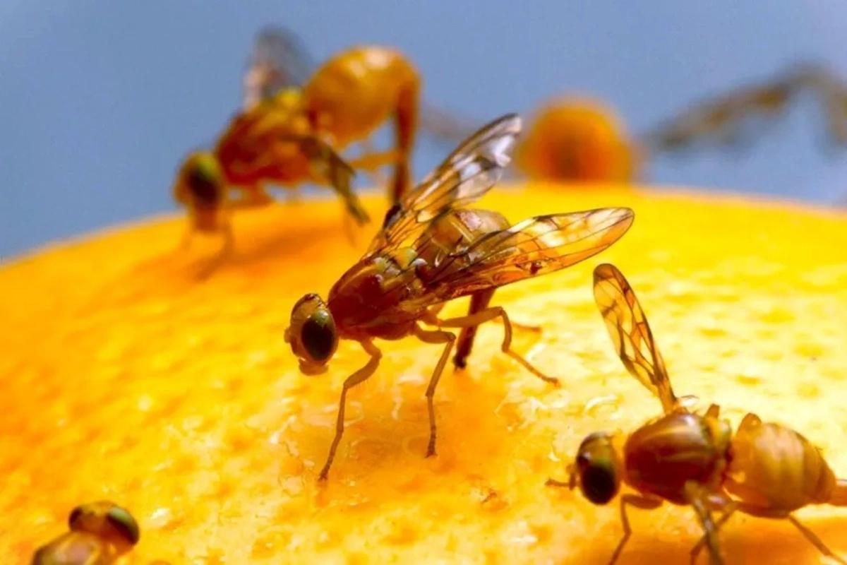 Piden vaciar los cítricos antes del 30 de julio para frenar la mosca de los frutos