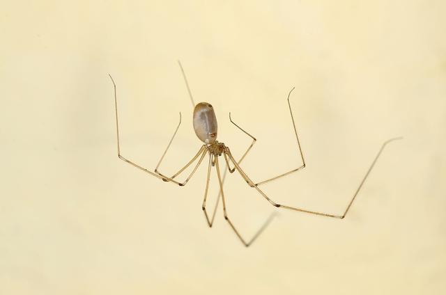 Por qué la araña patas largas puede ser una aliada dentro de la casa