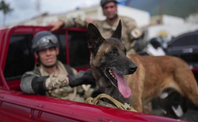 Bart, el perro argentino que protagonizó el rescate de dos niños en Venezuela