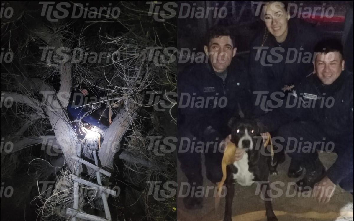 Una familia juró ver una sombra, su perra terminó en un árbol de 20 metros y hubo rescate policial